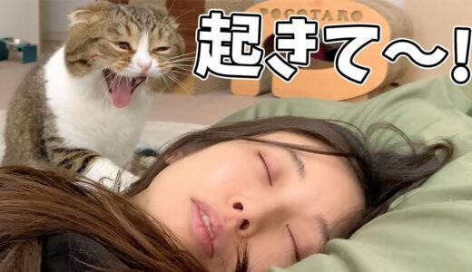 モンハンライズで寝落ちしたママVS絶対に起こす猫🐈