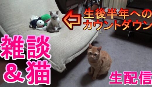 【雑談&猫】パペットマペット家の子猫、生後半年へのカウントダウン！大きくなった姿をウェブカメラで見たりしながらのんびり雑談生配信【LIVE】