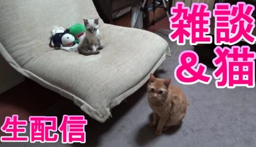 【雑談&猫】パペットマペットの雑談生配信🐮🐸【LIVE】